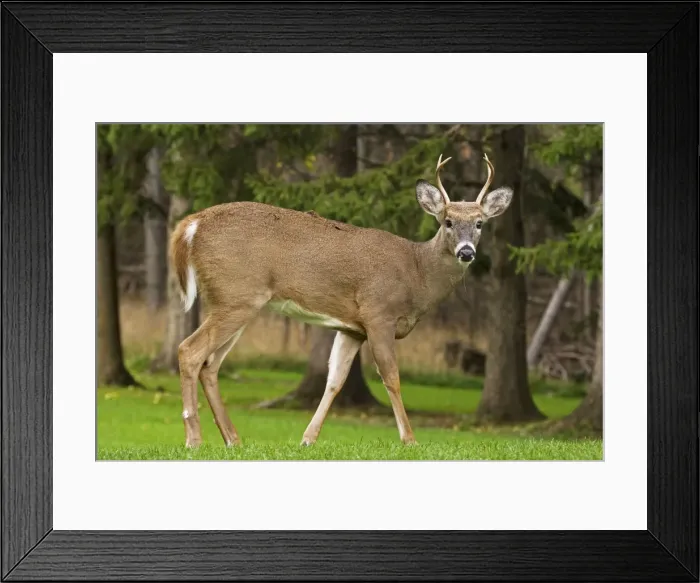 Framed Print : White-tailed Deer - Young buck - In late summer - Found over much of the U. S. -southern Canada and Mexico and introduced elsewhere in the world - Lives in forests-swamps and open brushy areas nearby - A browser-eats twigs-shrubs-fungi-acorns