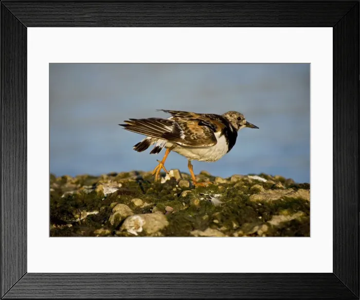 Framed Print : Ruddy Turnstone - Found mainly on rocky shores and on beaches - Uses short upturned bill to flip over rocks and shells in search of food New York - USA Framed Print : Ruddy Turnstone - Found mainly on rocky shores and on beaches - Uses short upturned bill to flip over rocks and shells in search of food New York - USA