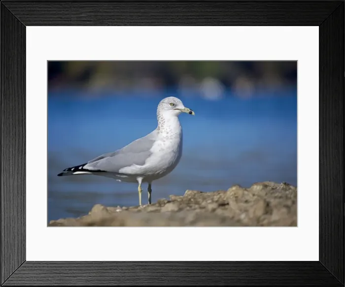 Framed Print : Ring-billed Gul - Adult standing on rock by lake - Most commonly seen gull - especially inland New York - USA Framed Print : Ring-billed Gul - Adult standing on rock by lake - Most commonly seen gull - especially inland New York - USA
