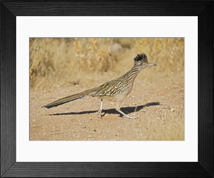 Framed Print : Greater Roadrunner - Large-crested-terrestrial bird of arid Southwest - Common in scrub desert and mesquite groves - Seldom flies -Eats lizards-snakes and insects Arizona USA Framed Print : Greater Roadrunner - Large-crested-terrestrial bird of arid Southwest - Common in scrub desert and mesquite groves - Seldom flies -Eats lizards-snakes and insects Arizona USA