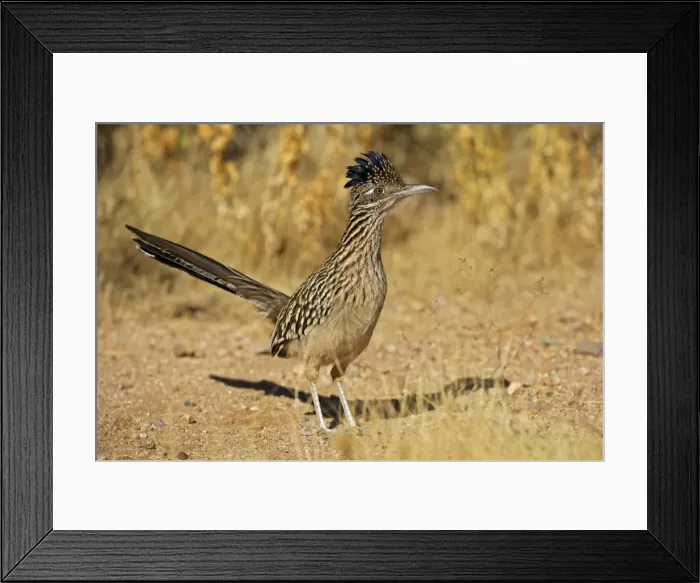 Framed Print : Greater Roadrunner - Large-crested-terrestrial bird of arid Southwest - Common in scrub desert and mesquite groves - Seldom flies -Eats lizards-snakes and insects Arizona USA Framed Print : Greater Roadrunner - Large-crested-terrestrial bird of arid Southwest - Common in scrub desert and mesquite groves - Seldom flies -Eats lizards-snakes and insects Arizona USA