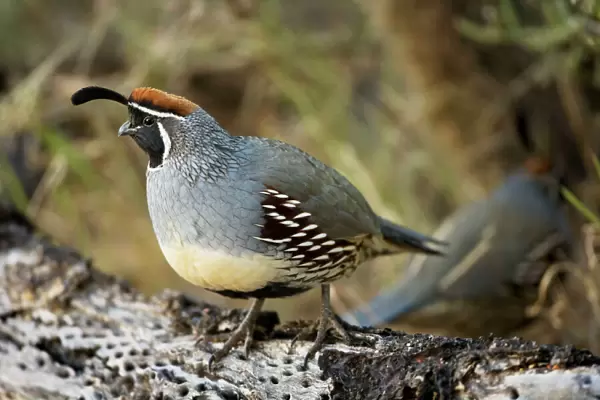 Gambel's Quail - On cholla cactus - Replaces the California Quail in the desert and similar to that bird - On the western edge of the Mojave and Colorado deserts where ranges of California
