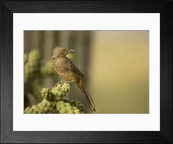 Framed Print : Curve-billed Thrasher - The most common desert thrasher - Resident southwest U.s to southern Mexico - Excellent songster - Eats insects and fruits Arizona USA Framed Print : Curve-billed Thrasher - The most common desert thrasher - Resident southwest U.s to southern Mexico - Excellent songster - Eats insects and fruits Arizona USA