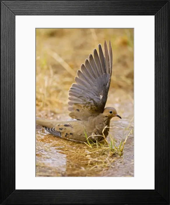 Framed Print : Mourning Dove - Bathing in temporary pool - The common wild dove - Eats seed-waste grain - fruits-insects - Plump fast-flying birds with small heads and low-cooing voices - Nods their heads as they walk. Sonoran desert Arizona USA Framed Print : Mourning Dove - Bathing in temporary pool - The common wild dove - Eats seed-waste grain - fruits-insects - Plump fast-flying birds with small heads and low-cooing voices - Nods their heads as they walk. Sonoran desert Arizona USA
