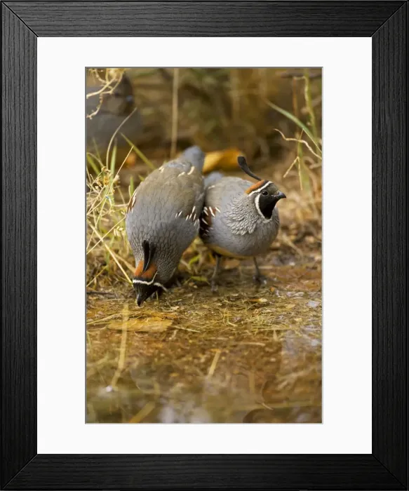 Framed Print : Gambel's Quail - Males - Drinking at pond - Replaces the California Quail in the desert and similar to that bird - On the western edge of the Mojave and Colorado deserts where ranges of California Framed Print : Gambel's Quail - Males - Drinking at pond - Replaces the California Quail in the desert and similar to that bird - On the western edge of the Mojave and Colorado deserts where ranges of California