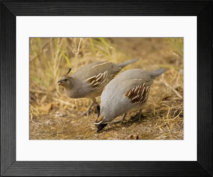 Framed Print : Gambel's Quail - Male and female - Drinking - Replaces the California Quail in the desert and similar to that bird - On the western edge of the Mojave and Colorado deserts where ranges of California