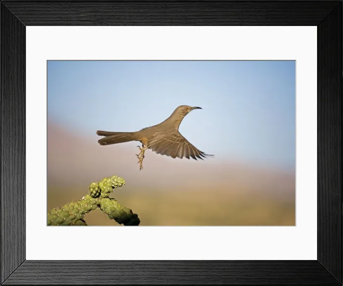 Framed Print : Curve-billed Thrasher - In flight - The most common desert thrasher - Resident southwest U.s to southern Mexico - Excellent songster - Eats insects and fruits Arizona USA Framed Print : Curve-billed Thrasher - In flight - The most common desert thrasher - Resident southwest U.s to southern Mexico - Excellent songster - Eats insects and fruits Arizona USA