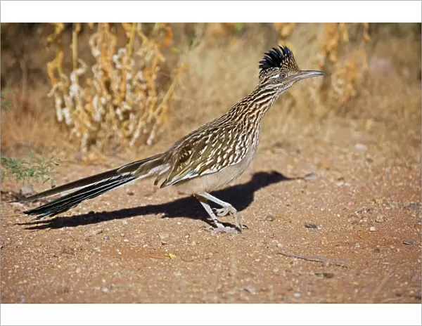 Greater Roadrunner - Walking - Large-crested-terrestrial bird of arid Southwest - Common in scrub desert and mesquite groves - Seldom flies -Eats lizards-snakes and insects Arizona USA