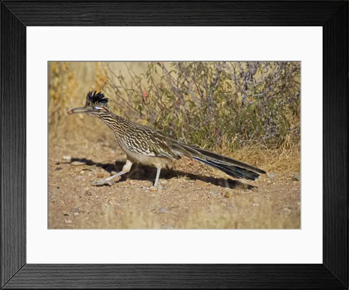 Framed Print : Greater Roadrunner - Eating with food in beak - Large-crested-terrestrial bird of arid Southwest - Common in scrub desert and mesquite groves - Seldom flies -Eats lizards-snakes and insects Arizona USA Framed Print : Greater Roadrunner - Eating with food in beak - Large-crested-terrestrial bird of arid Southwest - Common in scrub desert and mesquite groves - Seldom flies -Eats lizards-snakes and insects Arizona USA