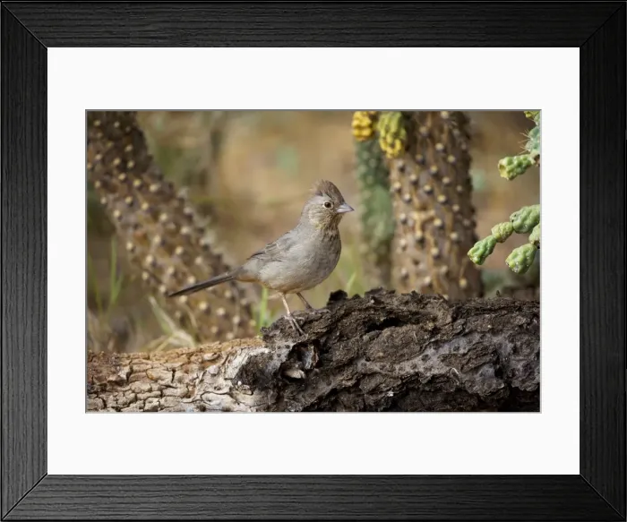 Framed Print : Brown Towhee - range is coastal and foothill chaparral from Oregon to S. Baja California and brush country of the southwestern states of Arizona-Colorado-Oklahoma Framed Print : Brown Towhee - range is coastal and foothill chaparral from Oregon to S. Baja California and brush country of the southwestern states of Arizona-Colorado-Oklahoma