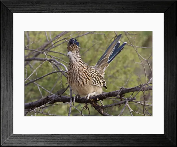 Framed Print : Greater Roadrunner - Perched on branch - With crest raised - Large-crested-terrestrial bird of arid Southwest - Common in scrub desert and mesquite groves - Seldom flies -Eats lizards-snakes and insects Arizona USA Framed Print : Greater Roadrunner - Perched on branch - With crest raised - Large-crested-terrestrial bird of arid Southwest - Common in scrub desert and mesquite groves - Seldom flies -Eats lizards-snakes and insects Arizona USA