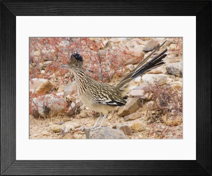 Framed Print : Greater Roadrunner - Large-crested-terrestrial bird of arid Southwest - Common in scrub desert and mesquite groves - Seldom flies -Eats lizards-snakes and insects Arizona USA Framed Print : Greater Roadrunner - Large-crested-terrestrial bird of arid Southwest - Common in scrub desert and mesquite groves - Seldom flies -Eats lizards-snakes and insects Arizona USA