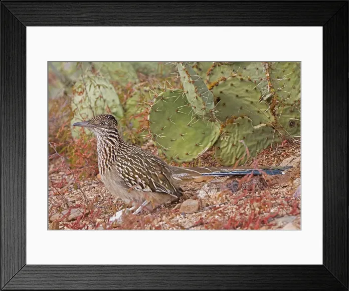 Framed Print : Greater Roadrunner - Large-crested-terrestrial bird of arid Southwest - Common in scrub desert and mesquite groves - Seldom flies -Eats lizards-snakes and insects Arizona USA Framed Print : Greater Roadrunner - Large-crested-terrestrial bird of arid Southwest - Common in scrub desert and mesquite groves - Seldom flies -Eats lizards-snakes and insects Arizona USA