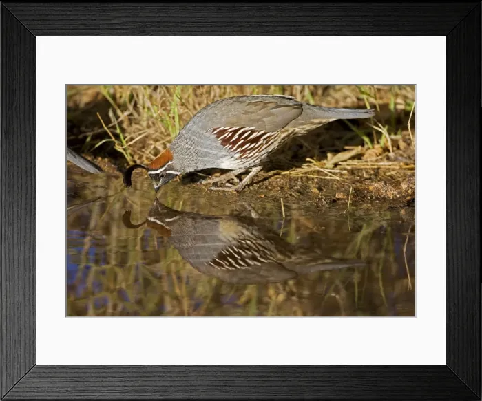 Framed Print : Gambel's Quail - drinking from temporary pool - Male - Replaces the California Quail in the desert and similar to that bird - On the western edge of the Mojave and Colorado deserts where ranges of California Framed Print : Gambel's Quail - drinking from temporary pool - Male - Replaces the California Quail in the desert and similar to that bird - On the western edge of the Mojave and Colorado deserts where ranges of California