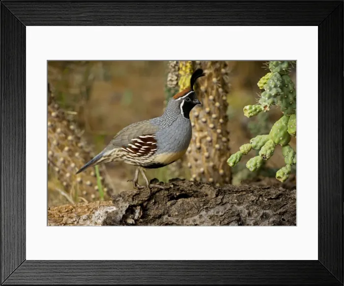 Framed Print : Gambel's Quail - Male - Replaces the California Quail in the desert and similar to that bird - On the western edge of the Mojave and Colorado deserts where ranges of California Framed Print : Gambel's Quail - Male - Replaces the California Quail in the desert and similar to that bird - On the western edge of the Mojave and Colorado deserts where ranges of California