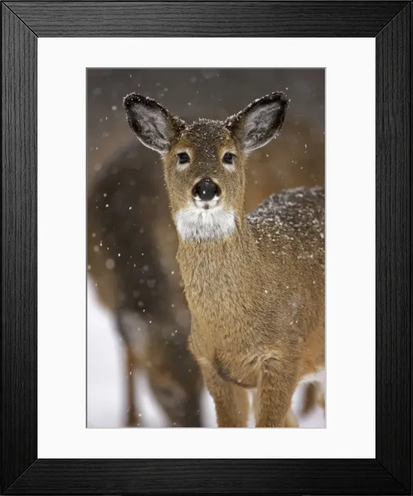Framed Print : White-tailed Deer - Fawn in snow - Found over much of the U. S. -southern Canada and Mexico and introduced elsewhere in the world - Lives in forests-swamps and open brushy areas nearby - A browser-eats twigs-shrubs-fungi-acorns and grass Framed Print : White-tailed Deer - Fawn in snow - Found over much of the U. S. -southern Canada and Mexico and introduced elsewhere in the world - Lives in forests-swamps and open brushy areas nearby - A browser-eats twigs-shrubs-fungi-acorns and grass