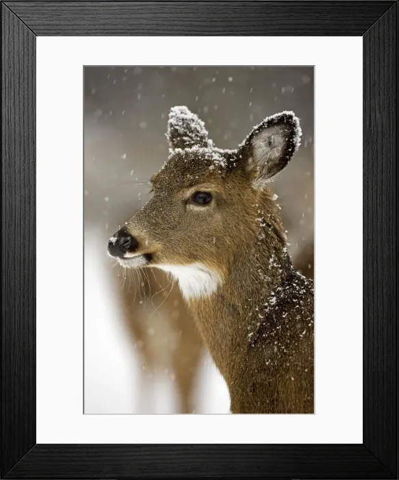 Framed Print : White-tailed Deer - Fawn in snow - Found over much of the U. S. -southern Canada and Mexico and introduced elsewhere in the world - Lives in forests-swamps and open brushy areas nearby - A browser-eats twigs-shrubs-fungi-acorns and grass Framed Print : White-tailed Deer - Fawn in snow - Found over much of the U. S. -southern Canada and Mexico and introduced elsewhere in the world - Lives in forests-swamps and open brushy areas nearby - A browser-eats twigs-shrubs-fungi-acorns and grass