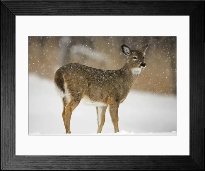Framed Print : White-tailed Deer - Fawn in snow - Found over much of the U. S. -southern Canada and Mexico and introduced elsewhere in the world - Lives in forests-swamps and open brushy areas nearby - A browser-eats twigs-shrubs-fungi-acorns and grass Framed Print : White-tailed Deer - Fawn in snow - Found over much of the U. S. -southern Canada and Mexico and introduced elsewhere in the world - Lives in forests-swamps and open brushy areas nearby - A browser-eats twigs-shrubs-fungi-acorns and grass