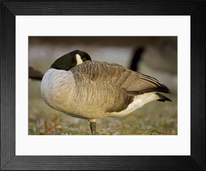Framed Print : Canada Goose - The most widespread goose in North America - Large waterfowl - Flocks travel in long strings in V formation announcing their approach by musical honking or barking - Range is Alaska-Canada and northern U. S