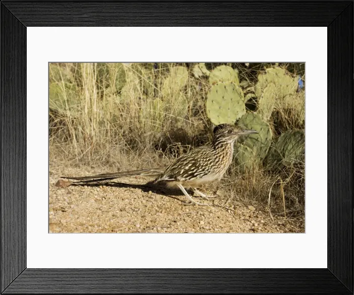 Framed Print : Greater Roadrunner - Large-crested-terrestrial bird of arid Southwest - Common in scrub desert and mesquite groves - Seldom flies -Eats lizards-snakes and insects Arizona USA Framed Print : Greater Roadrunner - Large-crested-terrestrial bird of arid Southwest - Common in scrub desert and mesquite groves - Seldom flies -Eats lizards-snakes and insects Arizona USA
