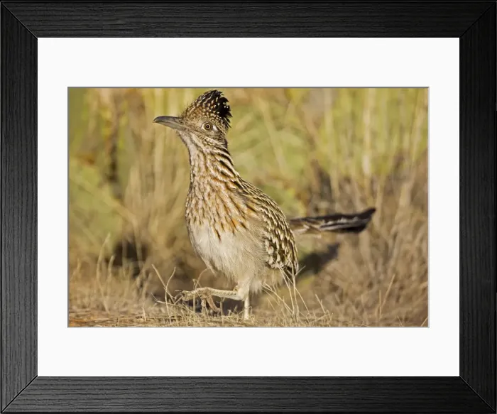 Framed Print : Greater Roadrunner - walking - Large-crested-terrestrial bird of arid Southwest - Common in scrub desert and mesquite groves - Seldom flies -Eats lizards-snakes and insects Sonoran Desert Arizona USA Framed Print : Greater Roadrunner - walking - Large-crested-terrestrial bird of arid Southwest - Common in scrub desert and mesquite groves - Seldom flies -Eats lizards-snakes and insects Sonoran Desert Arizona USA