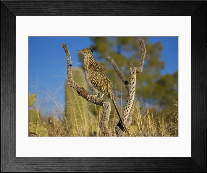 Framed Print : Greater Roadrunner - Large-crested-terrestrial bird of arid Southwest - Common in scrub desert and mesquite groves - Seldom flies -Eats lizards-snakes and insects Arizona USA Framed Print : Greater Roadrunner - Large-crested-terrestrial bird of arid Southwest - Common in scrub desert and mesquite groves - Seldom flies -Eats lizards-snakes and insects Arizona USA