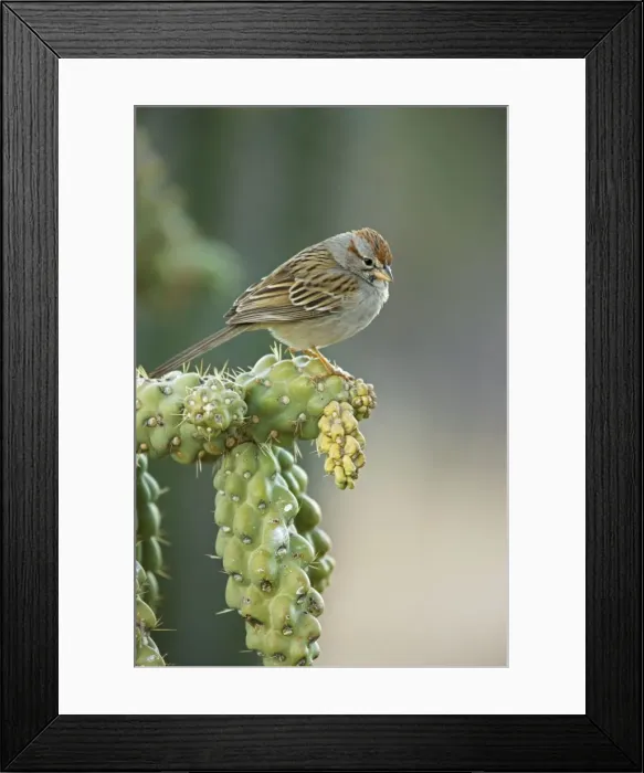 Framed Print : Rufous-crowned Sparrow - Perched on ocotilla cactus branch - Sonoran Desert - Arizona Framed Print : Rufous-crowned Sparrow - Perched on ocotilla cactus branch - Sonoran Desert - Arizona