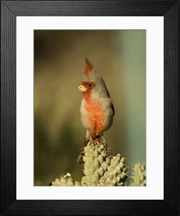 Framed Print : Pyrrhuloxia - male - Perched on cholla cactus branch Rose-colored breast and crest suggest a Cardinal but the gray back and yellow bill set it apart - Range is southwest U. S Framed Print : Pyrrhuloxia - male - Perched on cholla cactus branch Rose-colored breast and crest suggest a Cardinal but the gray back and yellow bill set it apart - Range is southwest U. S