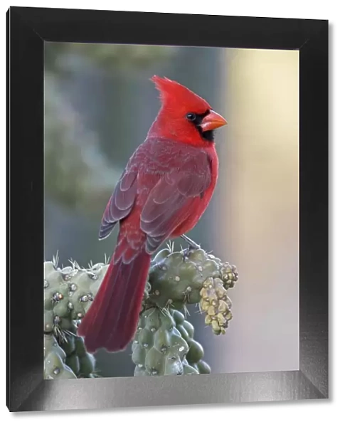 Northern Cardinal - male - Perched on ocotillo - Range is southern Quebec to Gulf states-southwest U. S. and Mexico to Belize - Habitat is woodland edges-thickets-suburban gardens and towns - Eats seeds-insects and small fruits Arizona USA
