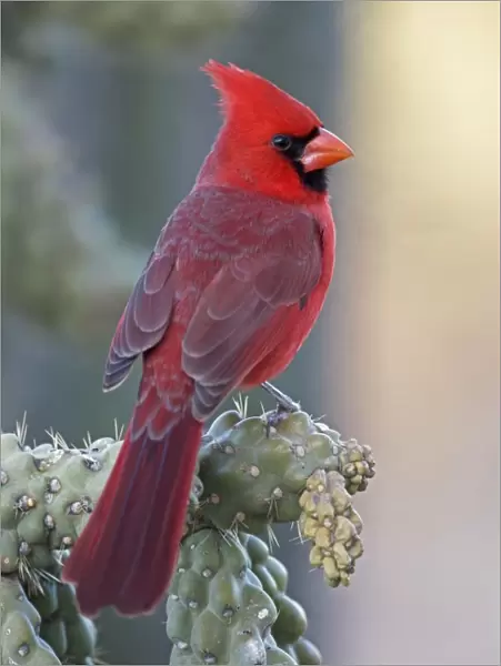 Northern Cardinal - male - Perched on ocotillo - Range is southern Quebec to Gulf states-southwest U. S. and Mexico to Belize - Habitat is woodland edges-thickets-suburban gardens and towns - Eats seeds-insects and small fruits Arizona USA