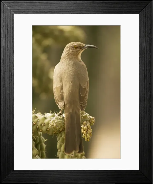 Framed Print : Curve-billed Thrasher - Perched on cholla cactus - The most common desert thrasher - Resident southwest U.s to southern Mexico - Excellent songster - Eats insects and fruits Arizona USA Framed Print : Curve-billed Thrasher - Perched on cholla cactus - The most common desert thrasher - Resident southwest U.s to southern Mexico - Excellent songster - Eats insects and fruits Arizona USA
