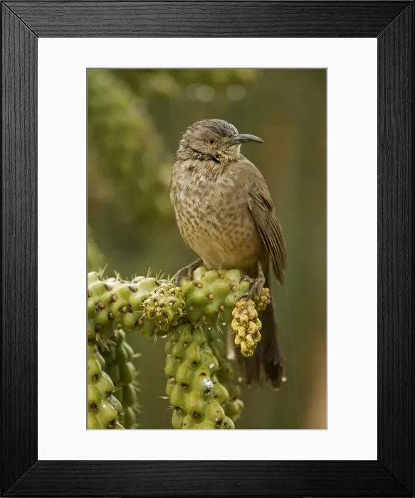 Framed Print : Curve-billed Thrasher - Wet in winter rain storm - The most common desert thrasher - Resident southwest U.s to southern Mexico - Excellent songster - Eats insects and fruits Arizona USA Framed Print : Curve-billed Thrasher - Wet in winter rain storm - The most common desert thrasher - Resident southwest U.s to southern Mexico - Excellent songster - Eats insects and fruits Arizona USA