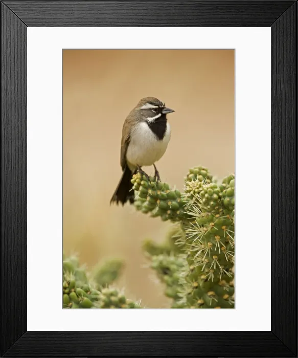 Framed Print : Black-throated Sparrow - Perched on cholla cactus - Also known as the Desert Sparrow in the Southwest - Live in the driest and hottest cactus and sagebrush desert - Range from NW Nevada and S Framed Print : Black-throated Sparrow - Perched on cholla cactus - Also known as the Desert Sparrow in the Southwest - Live in the driest and hottest cactus and sagebrush desert - Range from NW Nevada and S