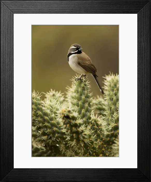 Framed Print : Black-throated Sparrow - Perched on cholla cactus - Also known as the Desert Sparrow in the Southwest - Live in the driest and hottest cactus and sagebrush desert - Range from NW Nevada and S Framed Print : Black-throated Sparrow - Perched on cholla cactus - Also known as the Desert Sparrow in the Southwest - Live in the driest and hottest cactus and sagebrush desert - Range from NW Nevada and S
