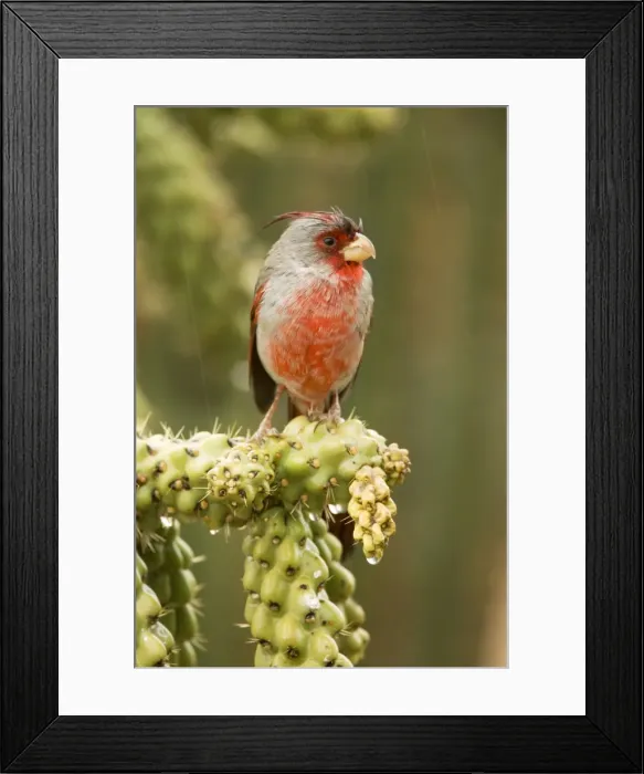 Framed Print : Pyrrhuloxia - male - In Winter Rain Storm Rose-colored breast and crest suggest a Cardinal but the gray back and yellow bill set it apart - Range is southwest U. S. to central Mexico - Habitat is mesquite-thorn scrub and deserts Arizona USA Framed Print : Pyrrhuloxia - male - In Winter Rain Storm Rose-colored breast and crest suggest a Cardinal but the gray back and yellow bill set it apart - Range is southwest U. S. to central Mexico - Habitat is mesquite-thorn scrub and deserts Arizona USA