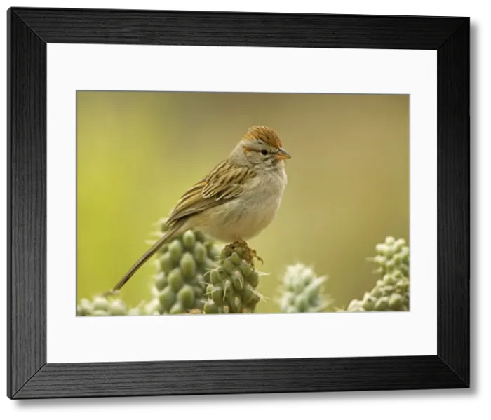 Framed Print : Rufous-crowned Sparrow - portrait - perched on ocotilla cactus branch - Sonoran Desert - Arizona Framed Print : Rufous-crowned Sparrow - portrait - perched on ocotilla cactus branch - Sonoran Desert - Arizona