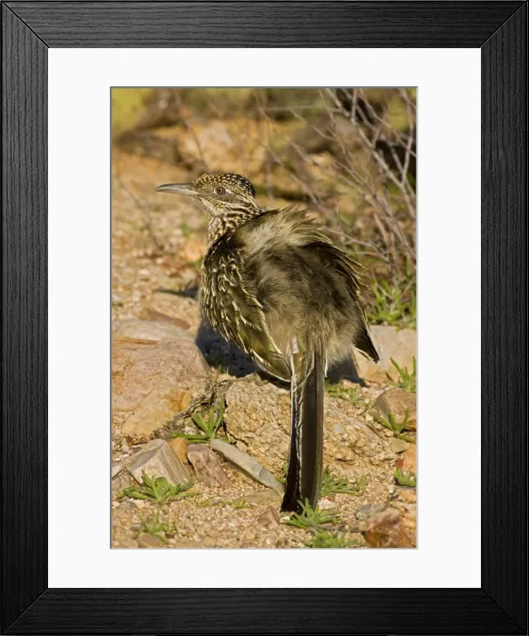 Framed Print : Greater Roadrunner - sunbathing -Warming itself by erecting feathers to allow sun to strike directly on black skin - Large-crested-terrestrial bird of arid Southwest - Common in scrub desert Framed Print : Greater Roadrunner - sunbathing -Warming itself by erecting feathers to allow sun to strike directly on black skin - Large-crested-terrestrial bird of arid Southwest - Common in scrub desert