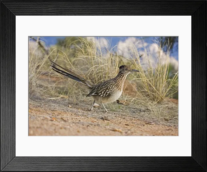 Framed Print : Greater Roadrunner - running - Large-crested-terrestrial bird of arid Southwest - Common in scrub desert and mesquite groves - Seldom flies -Eats lizards-snakes and insects Arizona USA Framed Print : Greater Roadrunner - running - Large-crested-terrestrial bird of arid Southwest - Common in scrub desert and mesquite groves - Seldom flies -Eats lizards-snakes and insects Arizona USA