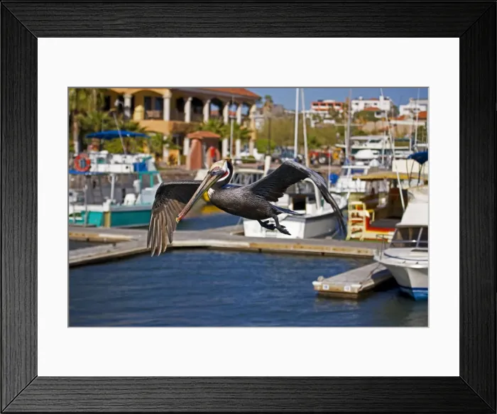 Framed Print : Brown Pelican - adult - Flying over seaside harbor - Dives from the air after prey capturing fish in its pouch - Rare inland - Found on coasts of southern North America Sonora - Mexico Framed Print : Brown Pelican - adult - Flying over seaside harbor - Dives from the air after prey capturing fish in its pouch - Rare inland - Found on coasts of southern North America Sonora - Mexico