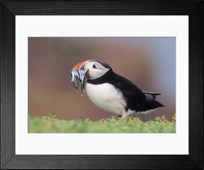 Framed Print : Puffin - with Sand Eels in beak UK Framed Print : Puffin - with Sand Eels in beak UK