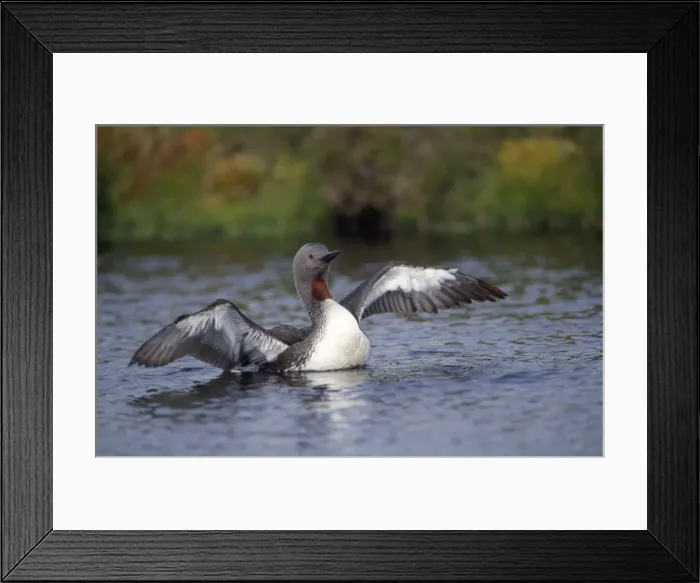 Framed Print : Red-throated Diver UK Framed Print : Red-throated Diver UK