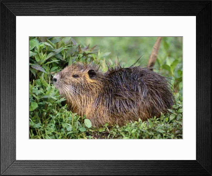 Framed Print : Coypu / Nutria Framed Print : Coypu / Nutria
