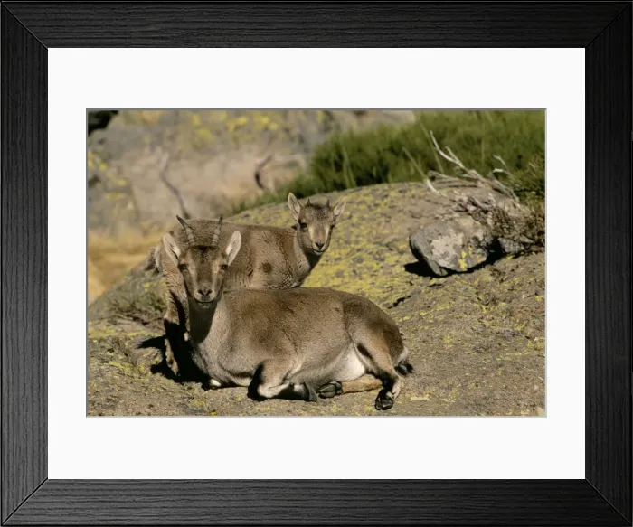 Framed Print : Spanish Ibex - Mother and Young Spain Framed Print : Spanish Ibex - Mother and Young Spain