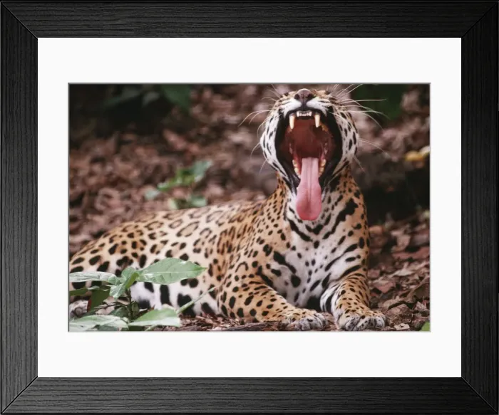 Framed Print : Jaguar CAN 569 Endangered species, rainforest, Southern Mexico. Felis onca John Cancalosi / ardea. com Framed Print : Jaguar CAN 569 Endangered species, rainforest, Southern Mexico. Felis onca John Cancalosi / ardea. com