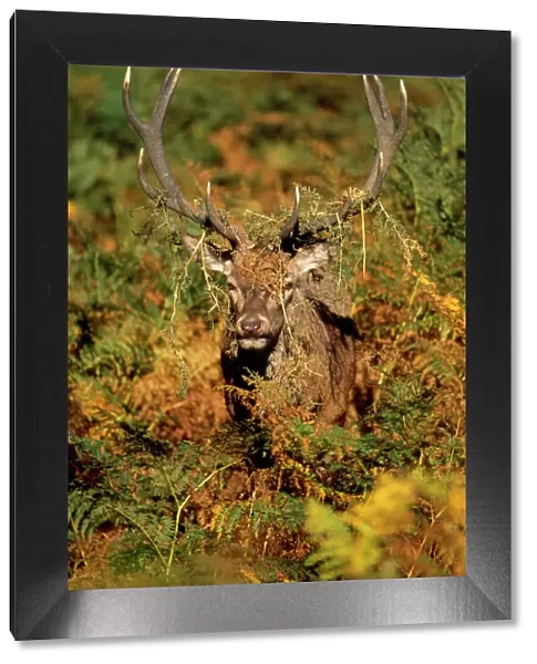 Red Deer - roaring stag in rut UK
