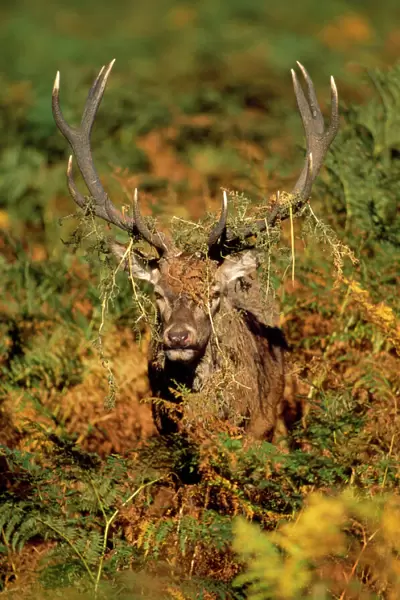 Red Deer - roaring stag in rut UK