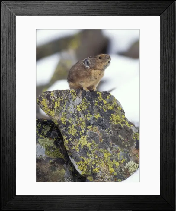 Framed Print : Pika / Cony Related to Rabbits. Calling to declare it's territory, Nr Timberline Country, USA Framed Print : Pika / Cony Related to Rabbits. Calling to declare it's territory, Nr Timberline Country, USA