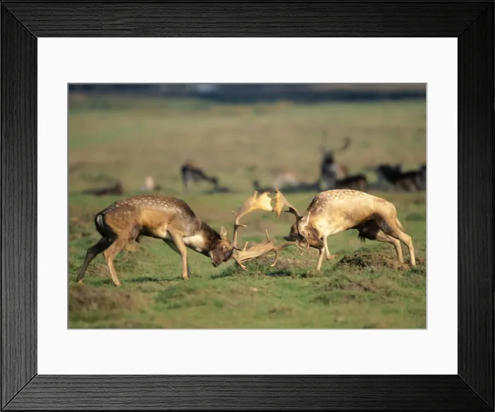 Framed Print : Fallow Deer - bucks fighting during Rut Framed Print : Fallow Deer - bucks fighting during Rut