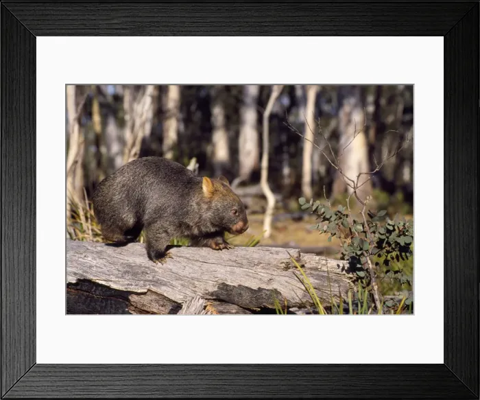 Framed Print : Common Wombat Australia Framed Print : Common Wombat Australia
