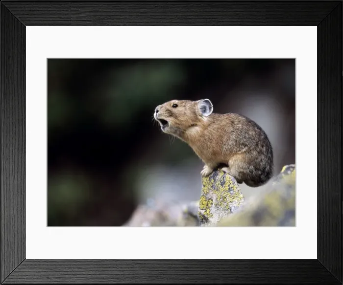 Framed Print : Pika - Calling to declare territory Framed Print : Pika - Calling to declare territory